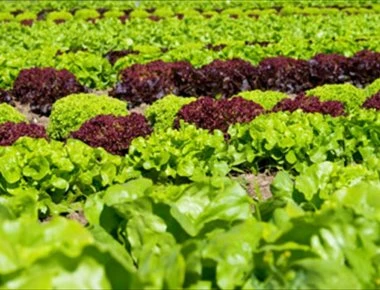 Οι ειδικοί προειδοποιούν! - «Μην τρώτε μαρούλια»